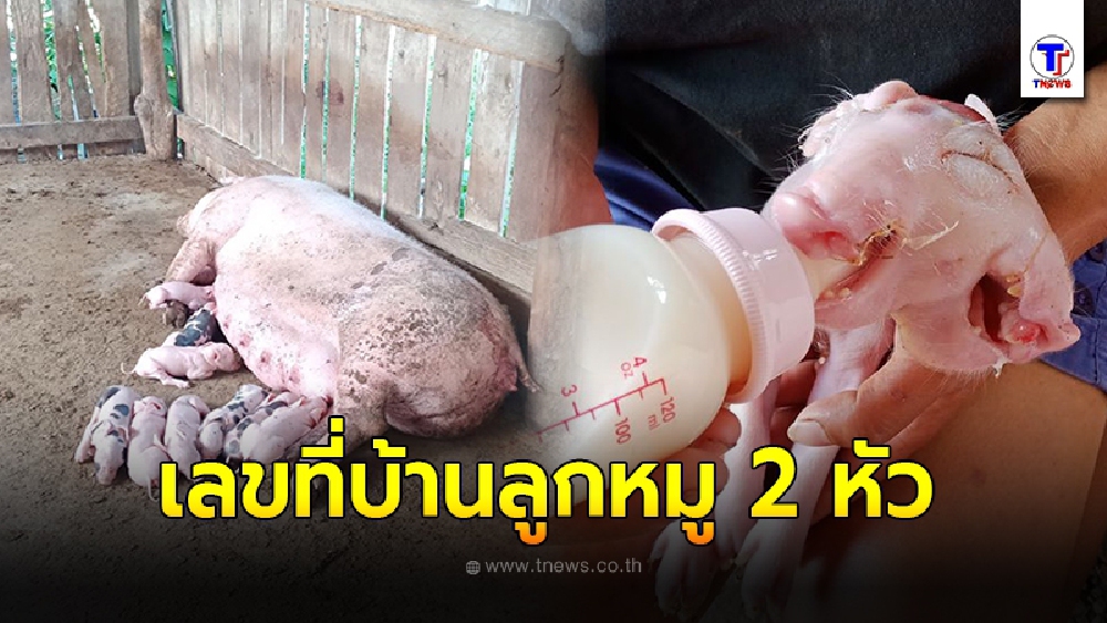 ชาวบ้านแห่ดูลูกหมู 2 หัว คลอดออกมายังมีชีวิตอยู่ เชื่อเป็นเรื่องมงคล