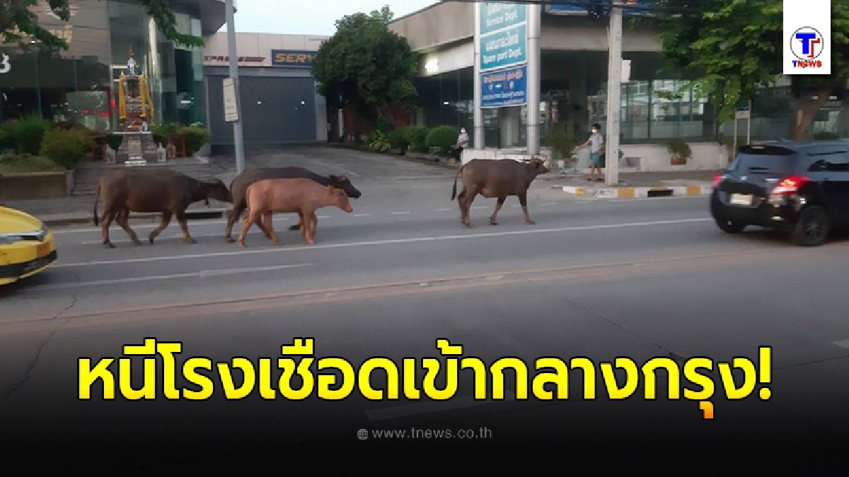 สุดเวทนา ว่อนภาพควาย6ตัวโผล่กลางกรุง หนีโรงเชือด เดินเร่ร่อนไร้คนสนใจ