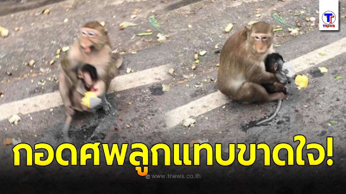 แม่ลิงแทบขาดใจ อุ้มร่างลูกลิงน้อย เสียชีวิตคาที่ ในมือยังถืออาหาร