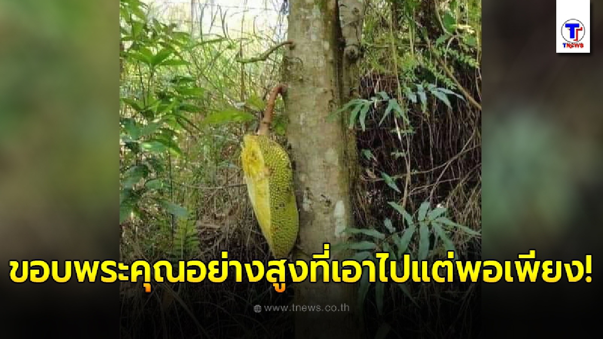 หนุ่มปลูกต้นขนุนไว้ในสวน เฝ้าดูแลจนออกผล ก่อนโดนหัวขโมยน้ำใจงาม ยังอุตส่าห์เหลือไว้ให้ดูต่างหน้า