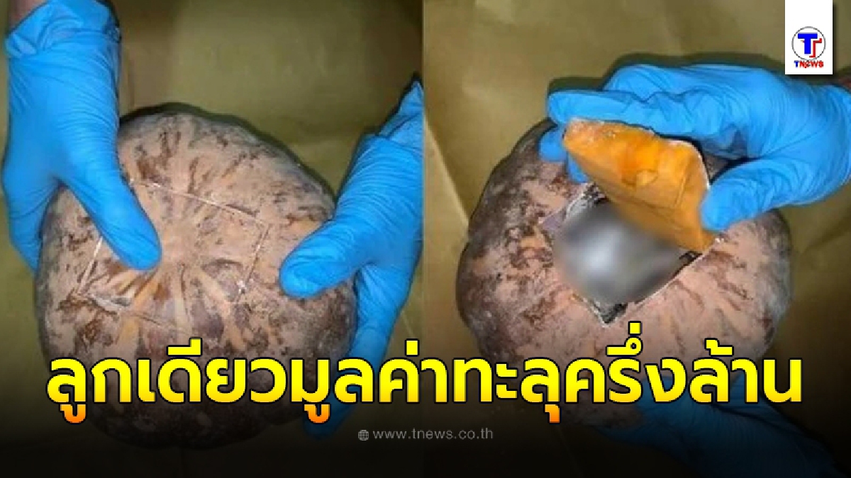 ตำรวจสิงคโปร์ บุกรวบพ่อค้าขายฟักทองมูลค่าแพงที่สุดในโลก