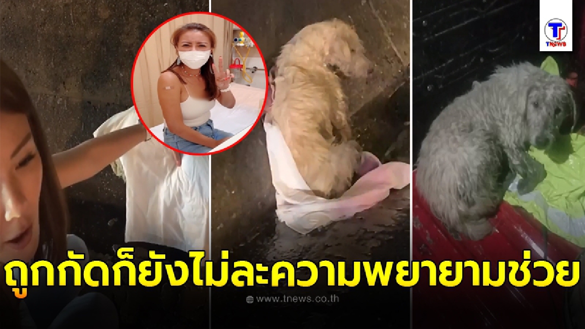 นับถือหัวใจ เก๋ ชลดา จอดกรถกลางทางด่วนช่วยสุนัขหลง แม้ถูกกัดเข้าที่นิ้วแต่ก็ยังไม่ละความพยายาม