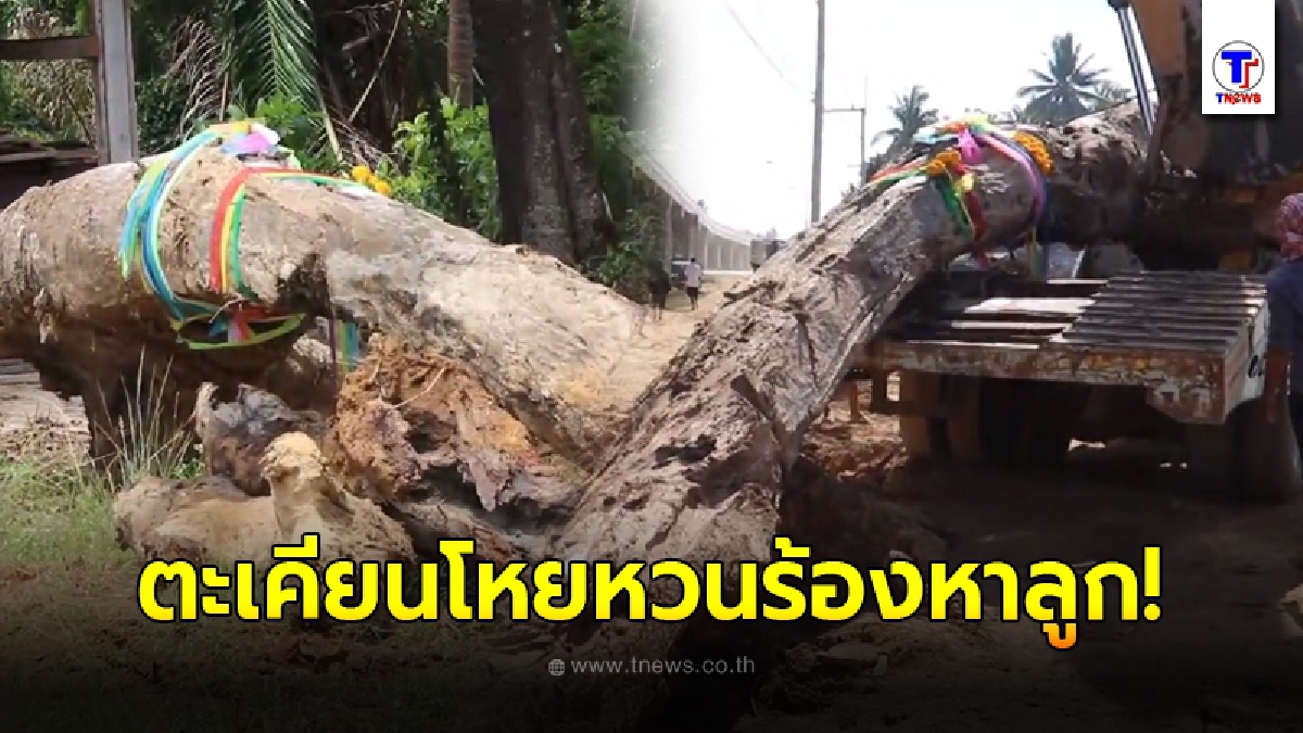 ชาวบ้านขุดเจอไม้ตะเคียนอายุไม่ต่ำกว่า 100 ปี ตกดึกได้ยินโหยหวนเหมือนร้องหาลูก รุ่งขึ้นลองขุดอีก เจอเต็มๆ