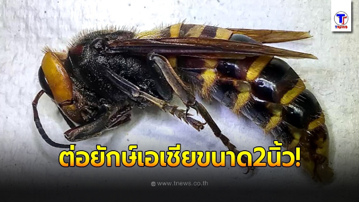 วอชิงตันจับได้แล้วหนึ่ง "ต่อยักษ์เอเชียตัวขนาด2นิ้ว" หลังวางกับดักครึ่งปี ถ้ามันเริ่มแพร่พันธุ์วุ่นทั้งประเทศ มันอันตรายมากๆ