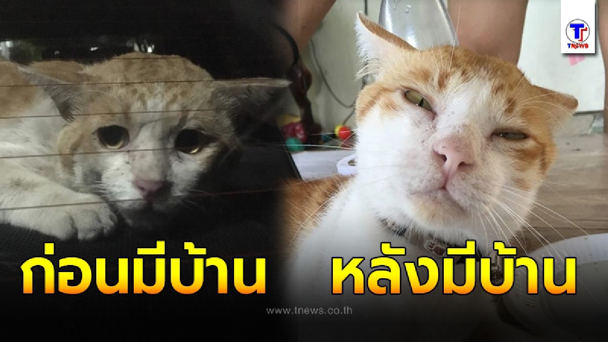 อดีตแมวจรกับแววตาที่ไร้ความสุข แต่พอมีบ้านความกำแหง ก็เข้ามาแทนที่