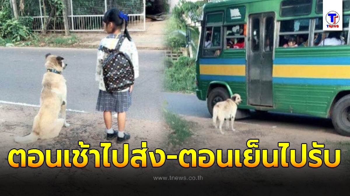 "พี่ตูบ" แสนดี เดินมาส่งน้องขึ้นรถโรงเรียนทุกเช้า ตอนเย็นก็มารอรับกลับบ้านด้วยทุกวัน