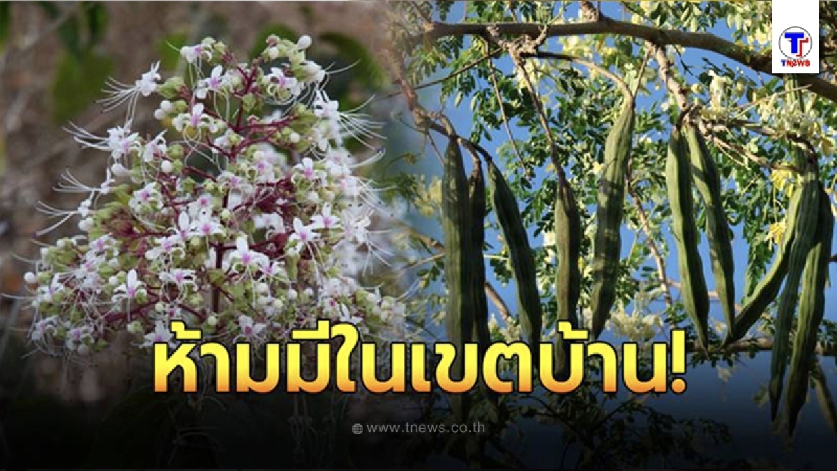 10 ต้นไม้อัปมงคล ขัดความเจริญ นำความโชคร้ายมาให้