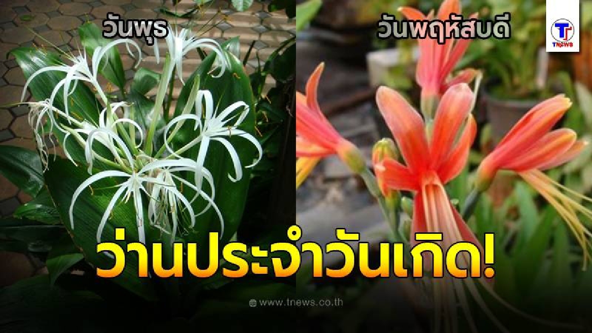 7 ว่านมงคล ประจำวันเกิด เสริมเมตตามหานิยม ร่ำรวย เงินทอง