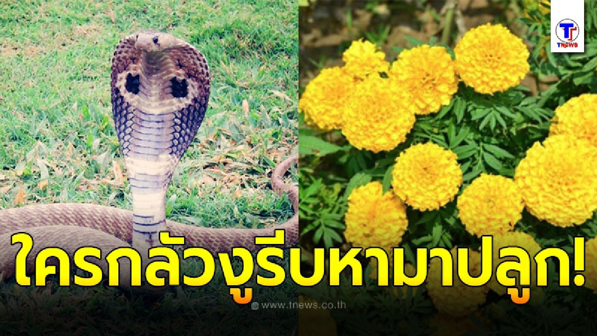 เผยต้นไม้ 5 ชนิด ที่เชื่อกันว่าสามารถช่วยป้องกันงูเข้าบ้านได้