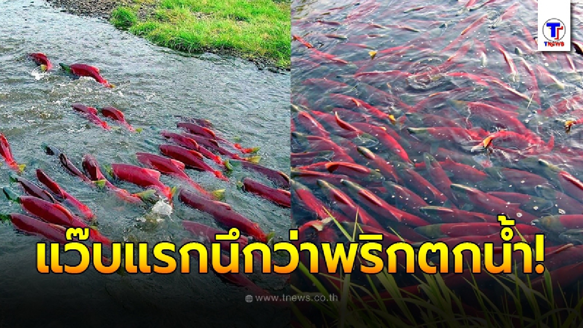 หนุ่มสงสัย ปลารูปร่างไม่คุ้นตา มองผ่านๆนึกว่าพริกตกน้ำ ก่อนรู้เบื้องหลังสุดเศร้าของพวกมันทั้งฝูง