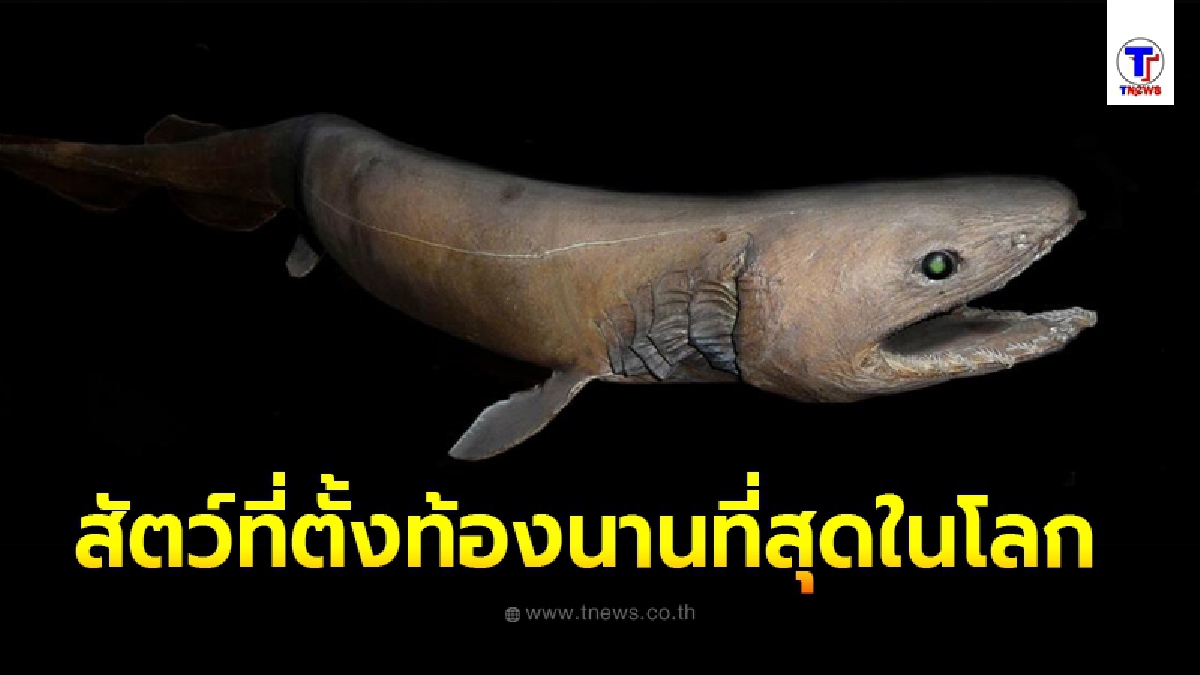 สัตว์ที่ตั้งท้องนานที่สุดในโลก 3 ปีกว่าจะคลอด มันเป็น "ซากดึกดำบรรพ์มีชีวิต"