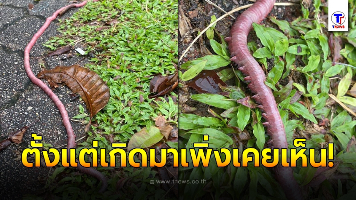 สาวหน้าถอดสี เดินเล่นแถวอ่างเก็บน้ำ ต้องมาเผชิญหน้ากับสิ่งมีชีวิตปริศนาที่ไม่เคยเห็นที่ไหนมาก่อน