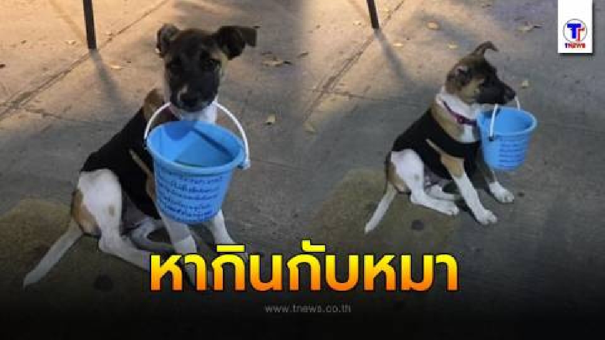 สะเทือนใจคนรักสัตว์ "หมาตัวน้อย" โดนบังคับนั่งคาบถังขอทาน หาเงินให้เจ้าของ