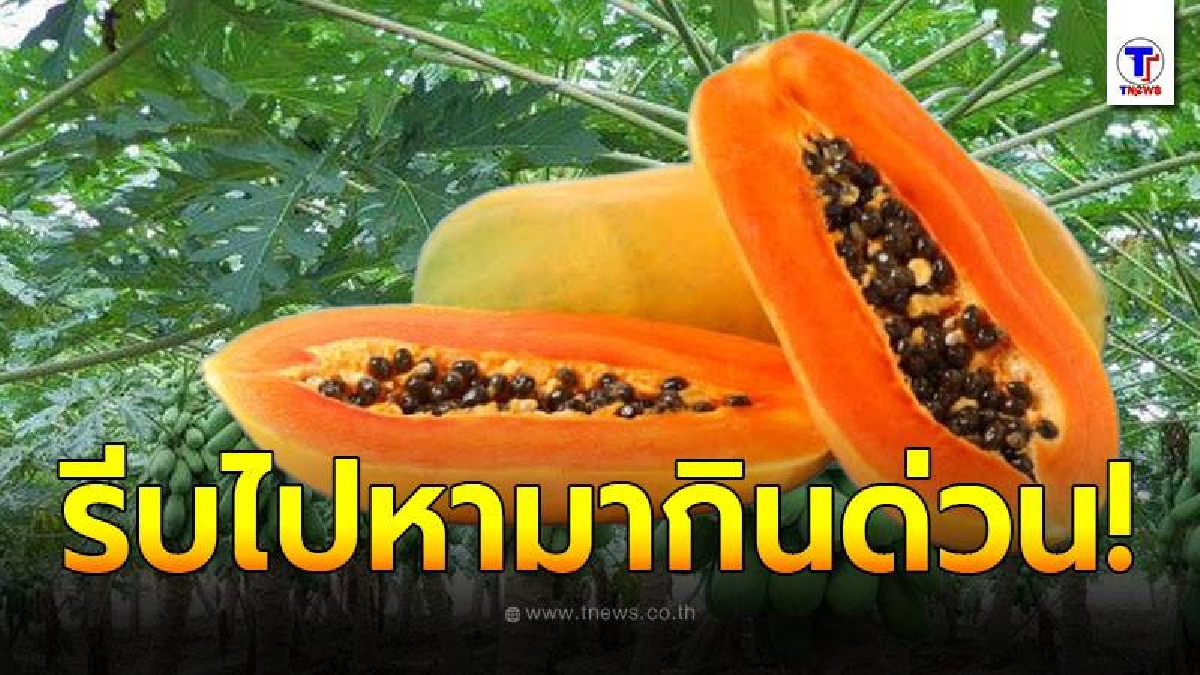 เผยประโยชน์ของ มะละกอ ผลไม้บ้านๆ