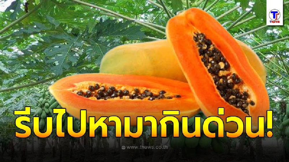 เผยประโยชน์ของ มะละกอ ผลไม้บ้านๆ