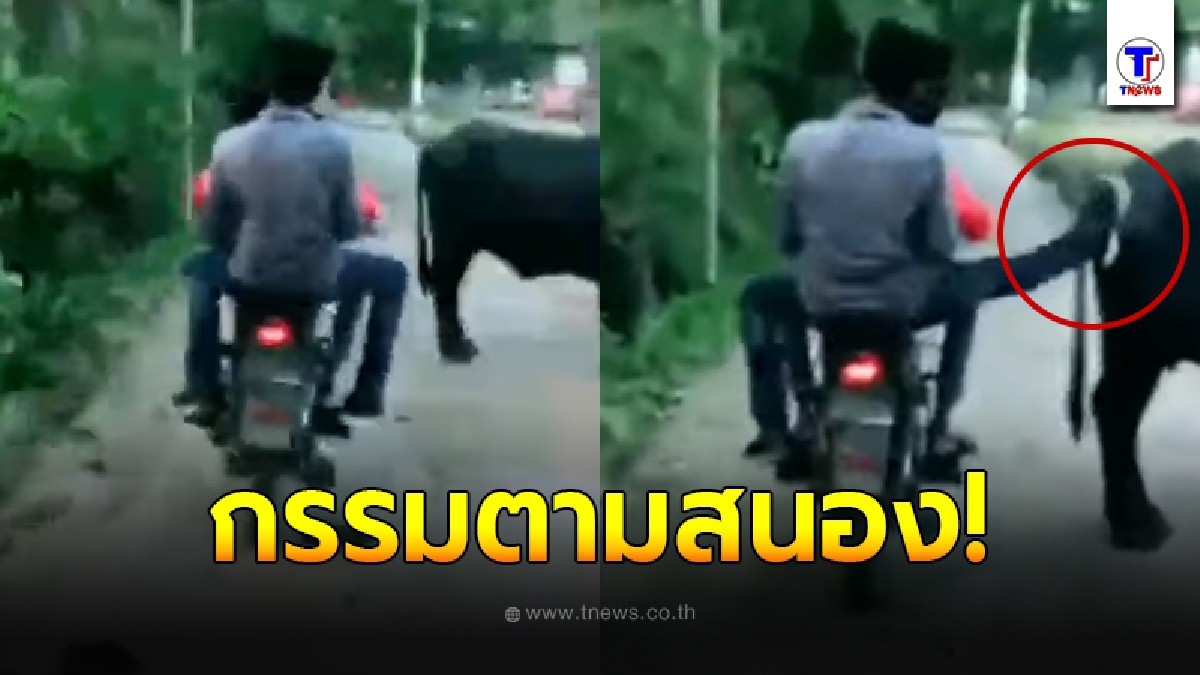 หนุ่มเล่นพิเรนทร์ ขับรถมอเตอร์ไซค์ผ่านฝูงควาย ใช้เท้าถีบเข้าเต็มๆ สุดท้ายคดีพลิก สะใจคนทั้งโซเชี่ยล