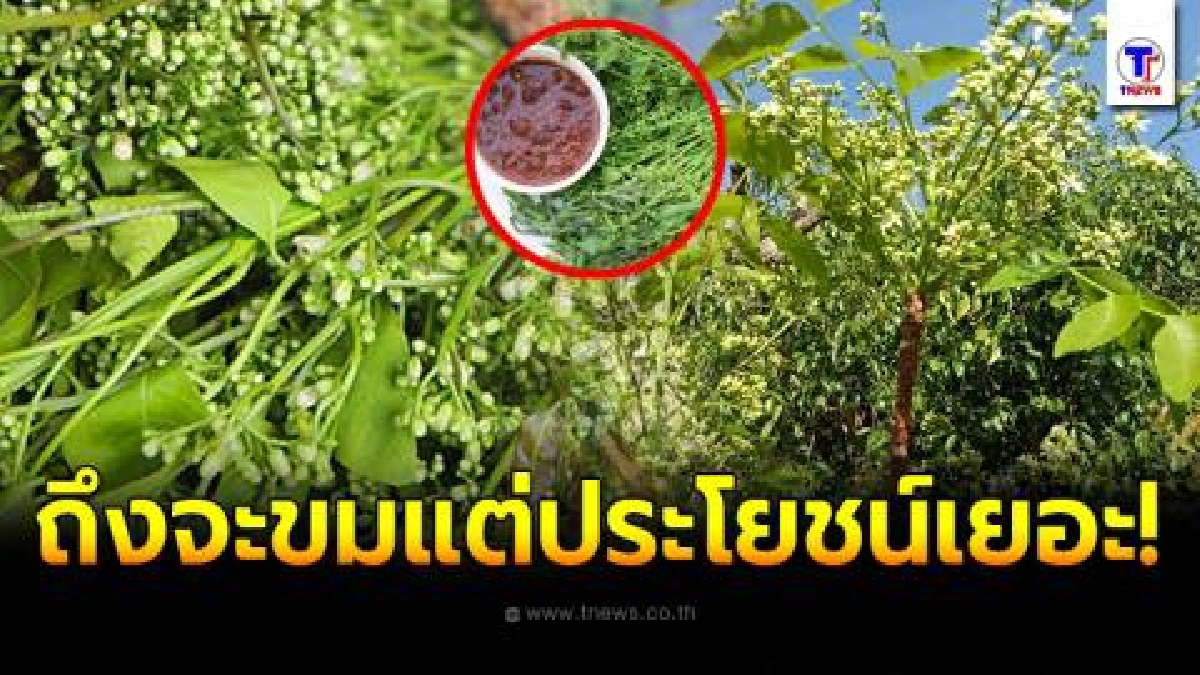 สะเดา สมุนไพรรสขม ประโยชน์เยอะ บำรุงหัวใจ กระตุ้นระบบภูมิคุ้มกัน