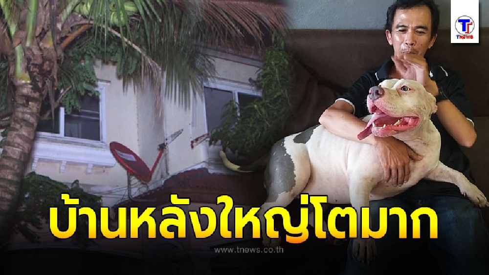 ส่องบ้านหลังใหม่แก๊งพิตบูล 6 ตัว ของเค้ก หลังคนใจดียกให้อยู่ฟรี แต่ส่อวุ่นชาวบ้านต่อต้าน