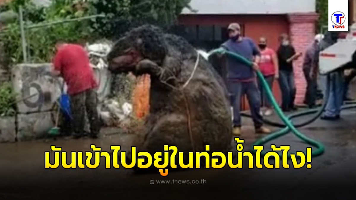 กลุ่มคนงานเข้าเคลียร์ท่อระบายน้ำหลังเจอพายุหนัก พวกเขาถึงขั้นแทบสิ้นสติ เมื่อเจอสิ่งที่ติดอยู่ในนั้น