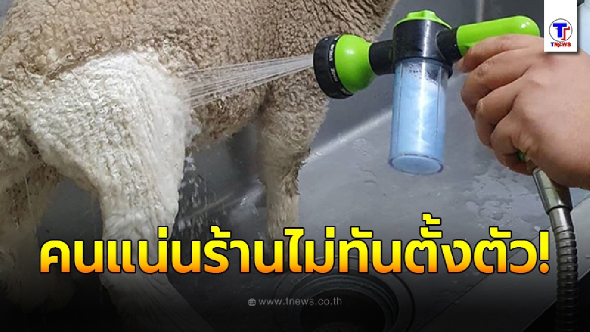 เจ้าของร้านแจ็คพอตแตก ลูกค้าแห่มากันไม่ขาดสาย หลังจับแกะเนื้อตัวมอมแมมมาอาบน้ำใหม่