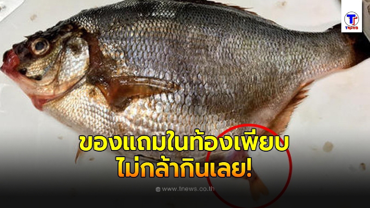 หนุ่มซื้อปลาจากชาวประมง กะไว้ทำกับข้าวกิน แต่ดันได้ของแถม 30 ตัวอยู่ในท้องปลา