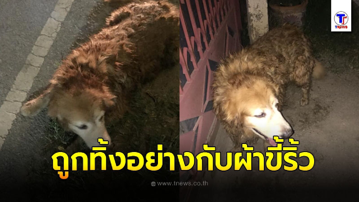 เจ้าตูบโกลเด้นแทบไม่มีแรงเดิน ชีวิตหมาพันธุ์ดีถูกทิ้งเนื้อตัวสกปรกอย่างกับผ้าขี้ริ้ว นอนกลางดินกินขยะของเหลือ