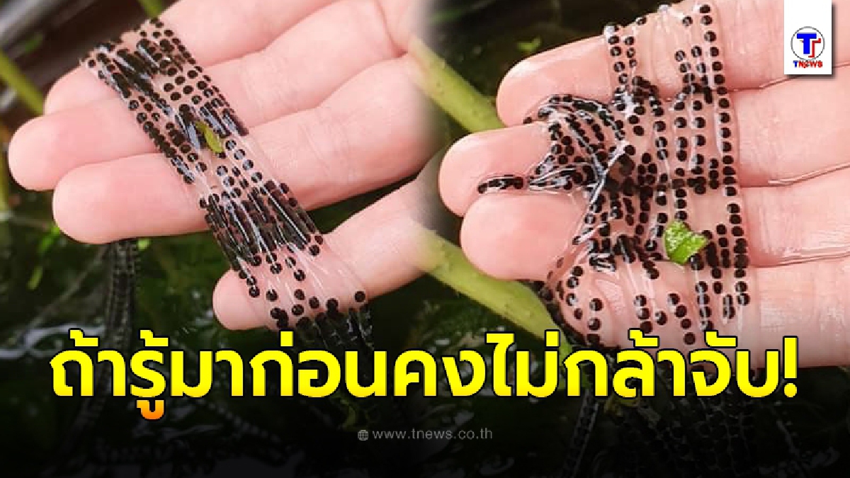 หนุ่มเจอไข่ปริศนาอยู่ในอ่างบัว ตัดสินใจใช้มือช้อนขึ้นมาถ่ายรูปใกล้ๆ