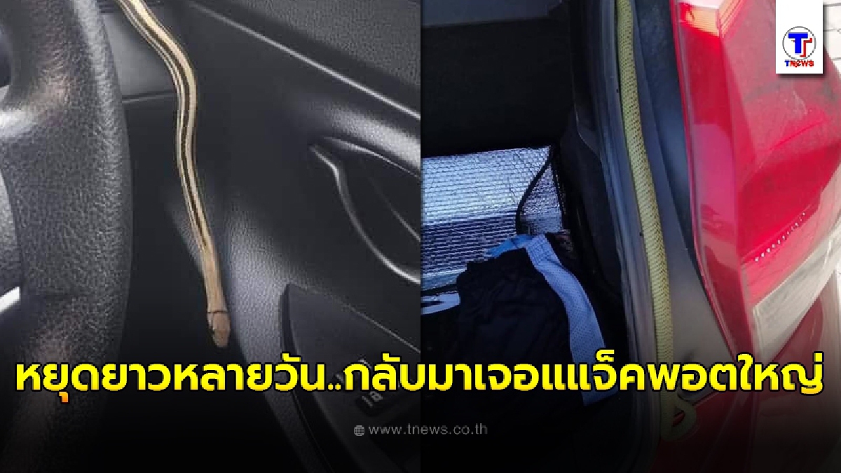 หนุ่มหยุดยาวหลายวัน เอะใจทำไมขอบยางประตูรถมันซีดแปลกๆ ซ้ำร้าย พอเปิดแอร์กลับได้ยินเสียงขู่ฟ่อใหญ่