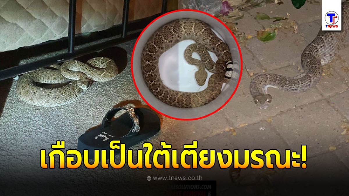 คู่ผัวเมียได้ยินเสียงแปลกๆ ในห้อง รีบก้มดูใต้เตียง ถึงกับสะดุ้งโหยง เจองูหางกระดิ่งท้องแก่ขดตัวนอนสบายใจ