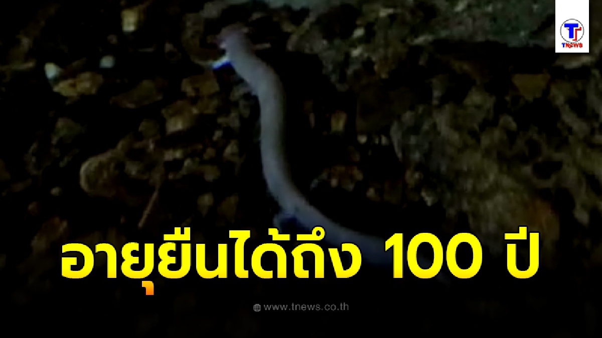เปิดชม ลูกมังกร สัตว์แปลกที่ใช้ชีวิตโดยไม่ต้องกินอาหารได้นานกว่า 10 ปี