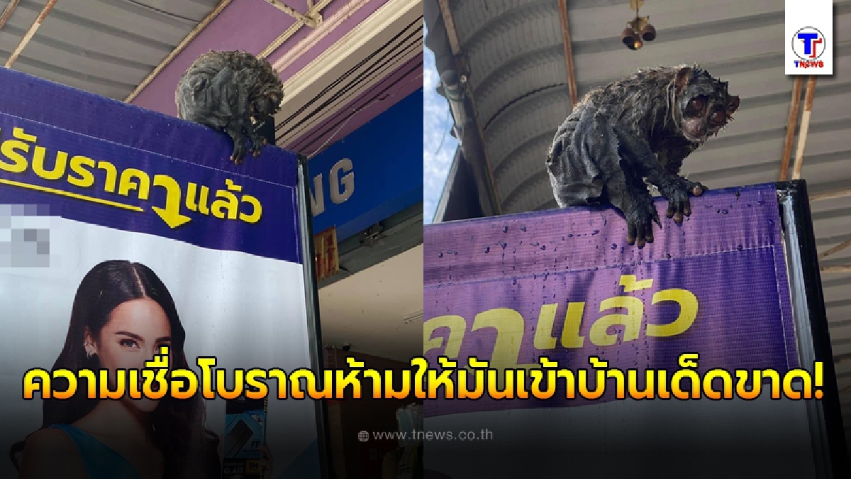 สาวสุดสงสาร นางอาย เนื้อตัวเปียกปอนขึ้นมาจากคูน้ำ คนรอบข้างสั่งห้ามไม่ให้มันเข้าบ้านเด็ดขาด