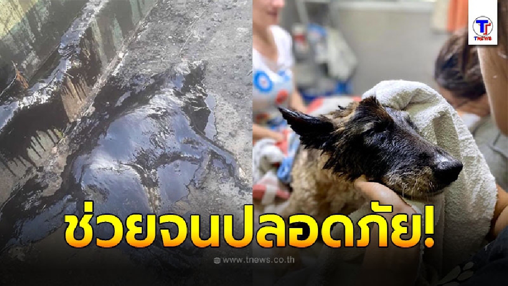 สุนัขนอนติดยางมะตอยนานหลายชั่วโมงจนเกือบสิ้นใจ โชคดีที่มีคนมาพบก่อนช่วยเหลือจนรอดชีวิต