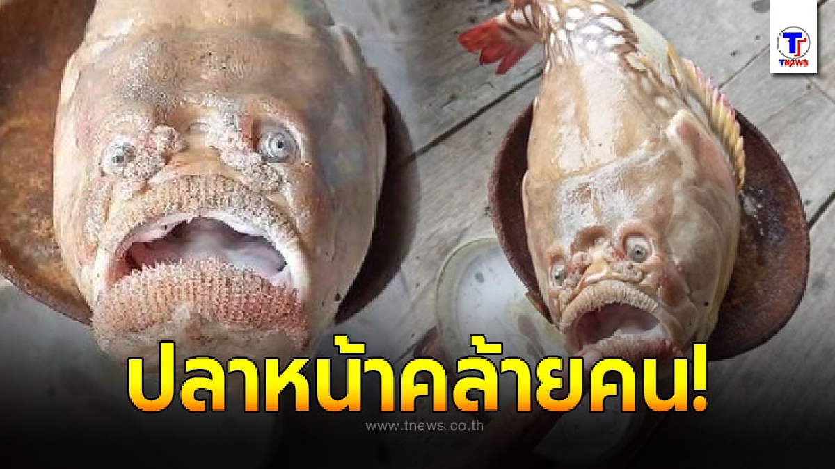ชาวประมงฮือฮา พบปลารูปร่างหน้าตาประหลาด ขนาดใหญ่ เผยไม่กล้าจับกิน