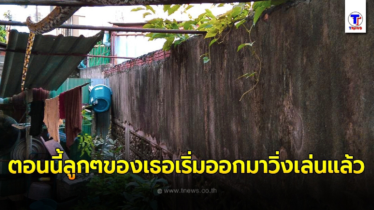 เจ้าของบ้านเสียวสันหลัง เจอแขกไม่ได้รับเชิญโผล่มาจากข้างบ้าน ลั่น ตอนนี้ลูกๆของเธอเริ่มออกมาวิ่งเล่นแล้ว