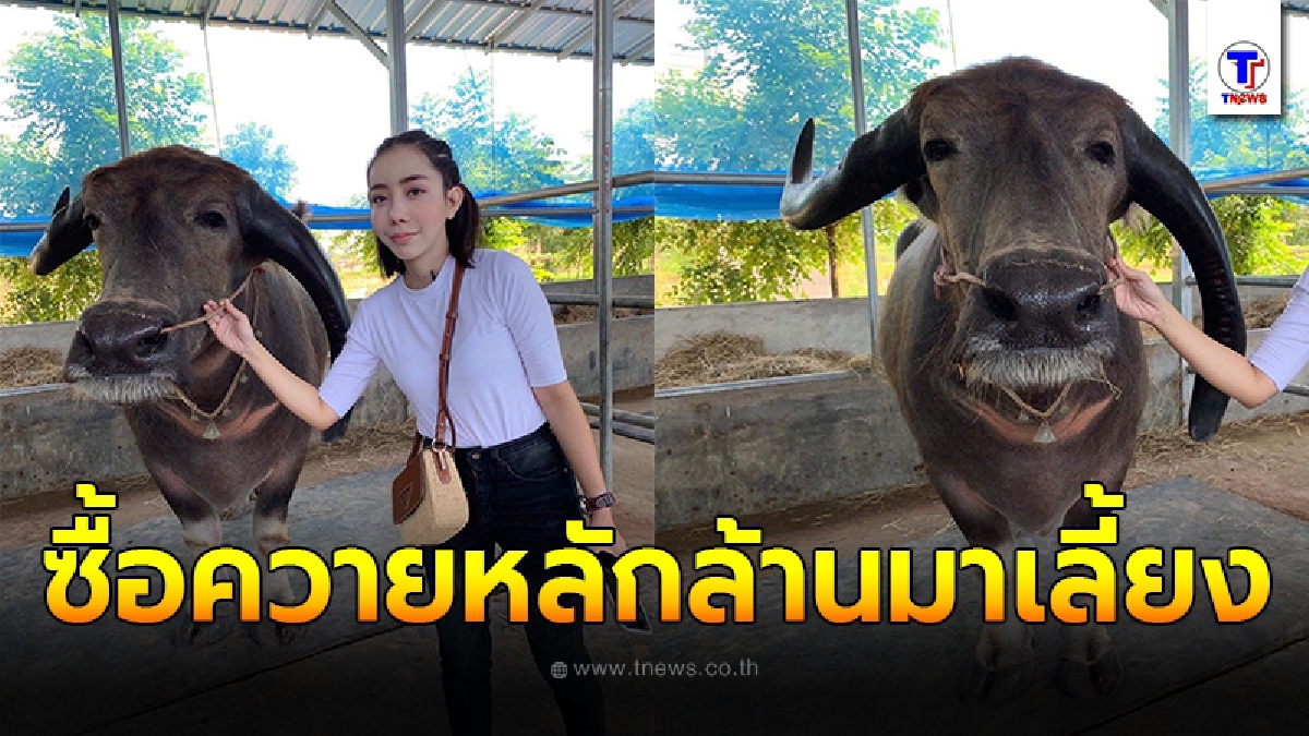 ใครเห็นก็ว่าบ้า หนึ่ง บางปู ก่อนบ่ายฯ ซื้อควายราคาสูงถึง 7 หลัก มาเลี้ยงไว้ดูเล่น