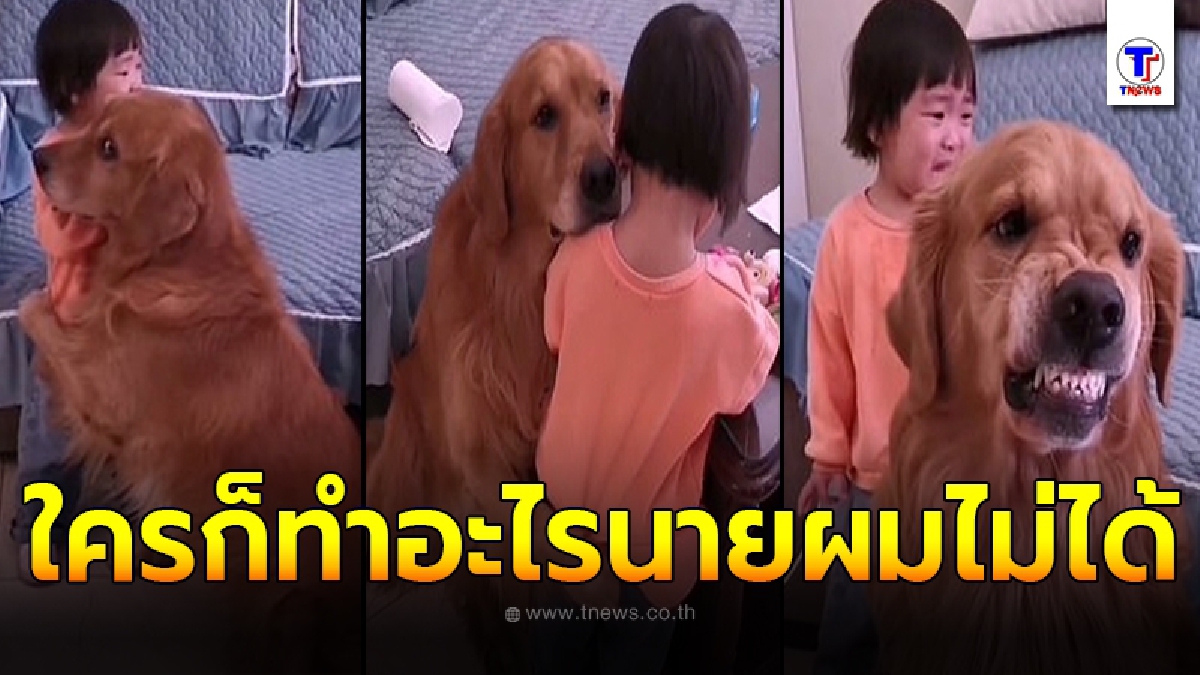 คุณแม่ชาวจีนตั้งท่าดุลูกสาว ยังไม่ทันได้เอ่ยปาก อัศวินตัวน้อยรีบวิ่งเข้ามาปกป้องแยกเขี้ยวใส่