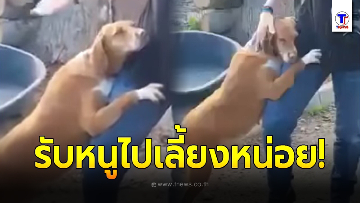 สุนัขจรจัด กอดขานักข่าวอเมริกัน ไม่ยอมปล่อย อ้อนให้รับไปเลี้ยง สุดท้ายต้องยอมใจอ่อน