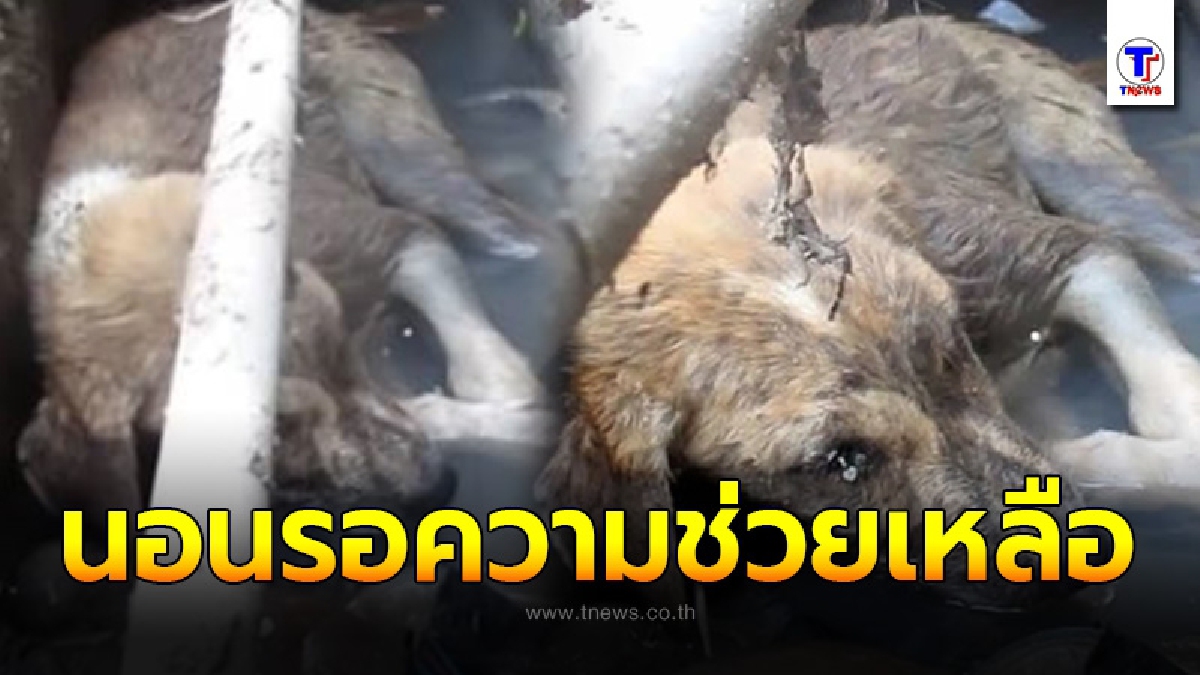 ตูบจร ส่งเสียงร้องจนหมดแรง จากท่อระบายน้ำ ไร้แม้เรี่ยวแรงยกหัวพ้นน้ำเน่า