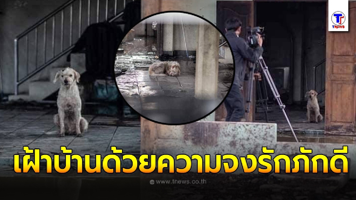 ภาพบีบหัวใจ ตูบน้อยทำหน้าที่ดูแลบ้าน แม้ท่อเแก๊สระเบิด ก็ไม่คิดหนี