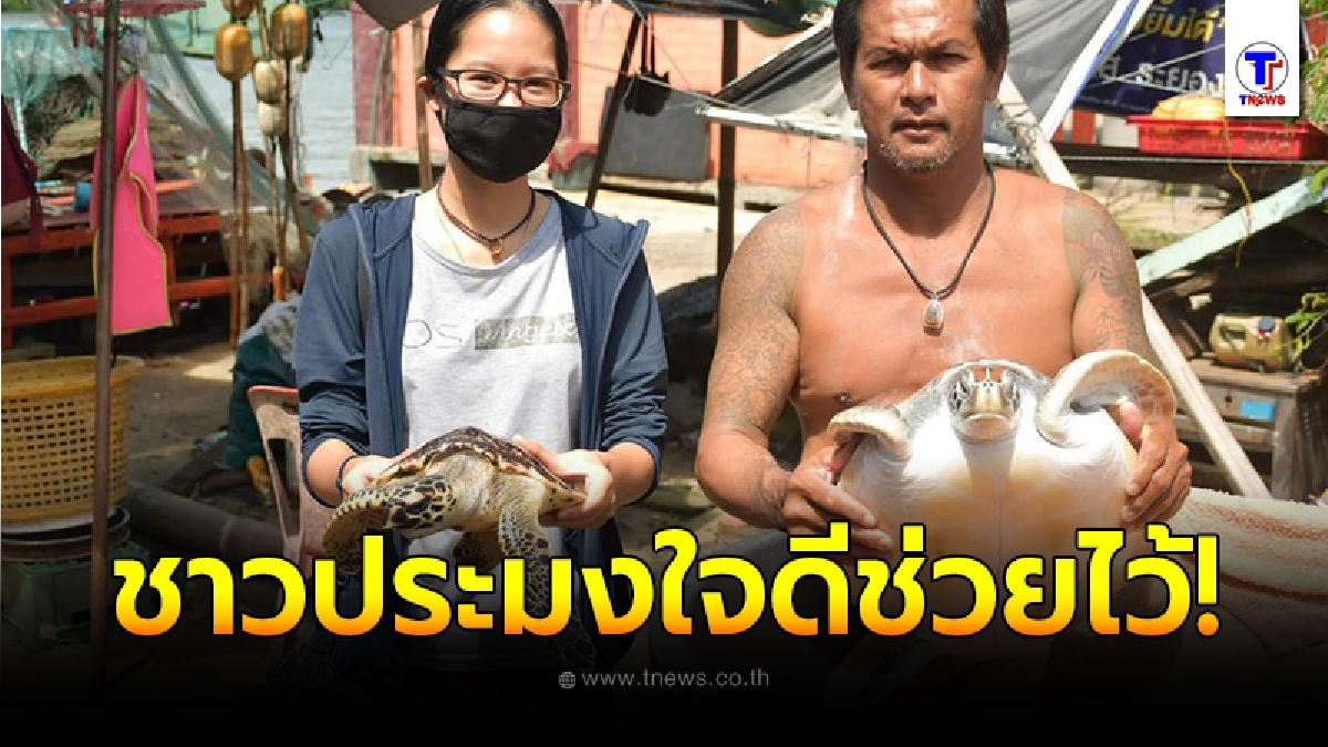 ชาวประมงใจดี ช่วยเหลือเต่าลอยกลางทะเลระยอง ไม่สามารถดำน้ำได้