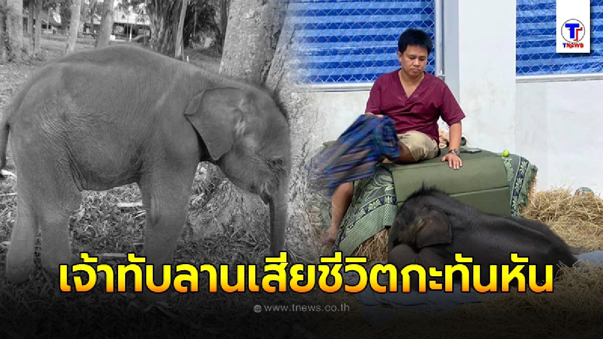 เจ้าหน้าที่หลั่งน้ำตาเศร้า สุดยื้อ น้องทับลาน ลูกช้างหลงกับแม่เสียชีวิตกะทันหัน