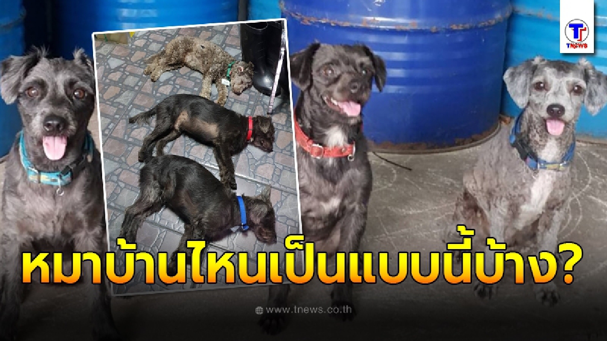 หนุ่มรับเลี้ยง 3 น้องหมาถูกทิ้ง กลับพบพฤติกรรมสุดแปลก มีความเจ้าระเบียบยิ่งกว่ามนุษย์