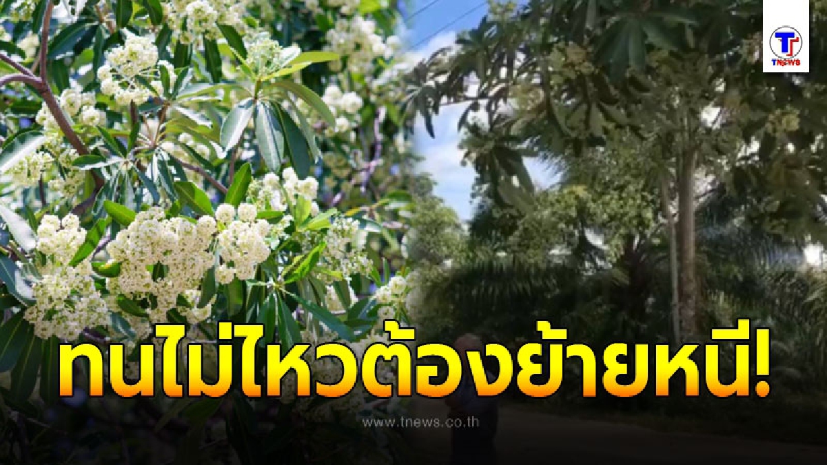 ดอกตีนเป็ด ทำชาวบ้านเดือดร้อนหนัก เหม็นจนเวียนหัว ทนไม่ไหวต้องย้ายหนี