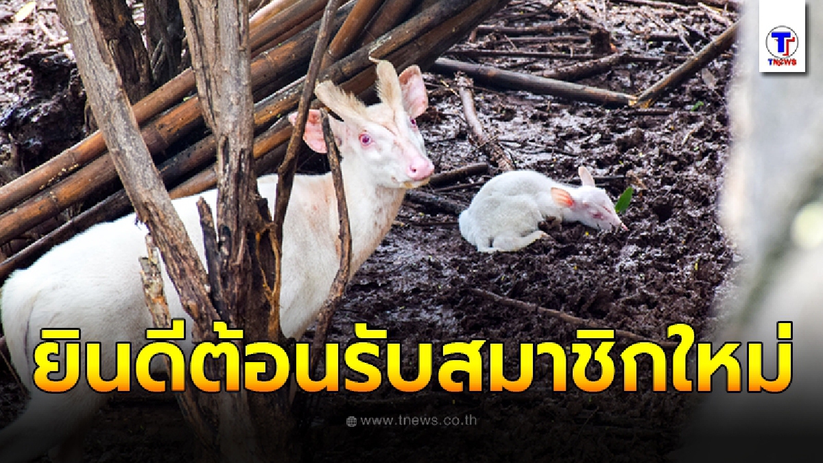 ยลโฉมความน่ารักของลูกเก้งเผือก สมาชิกใหม่ล่าสุดของสวนสัตว์โคราช
