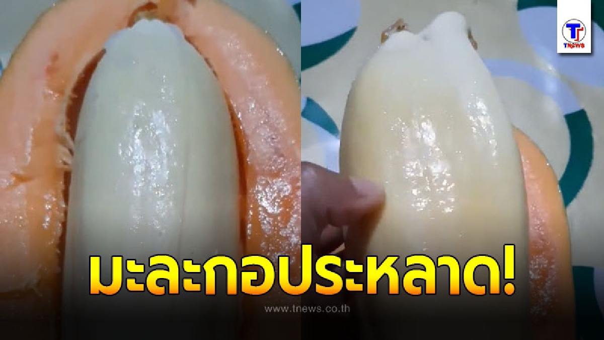 มะละกอประหลาด ผ่าออกมาเจออีกลูกซ่อนอยู่ตรงกลาง ชาวบ้านเตรียมขอเลขเด็ด