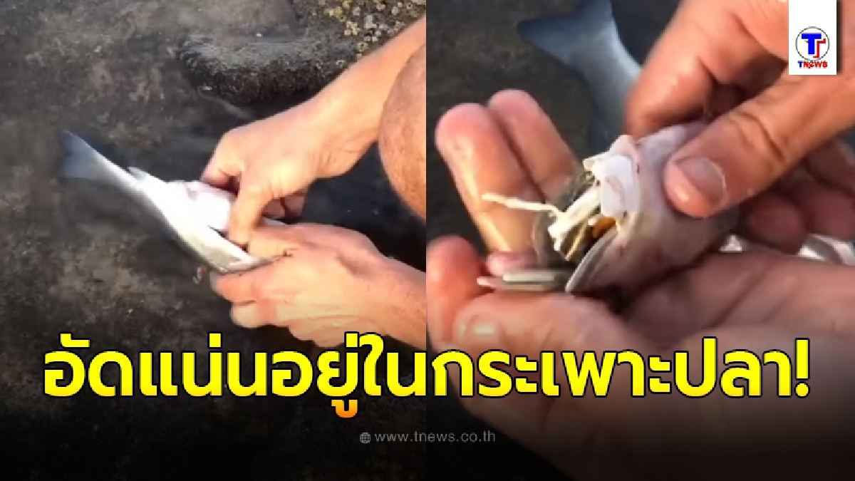 หนุ่มผิดสังเกตุ เห็นปลานอนอืดอยู่ริมชายฝั่ง ช่วงท้องมันใหญ่แปลกๆ ลองเปิดดูในกระเพาะอาหารพบเป็นฝีมือมนุษย์