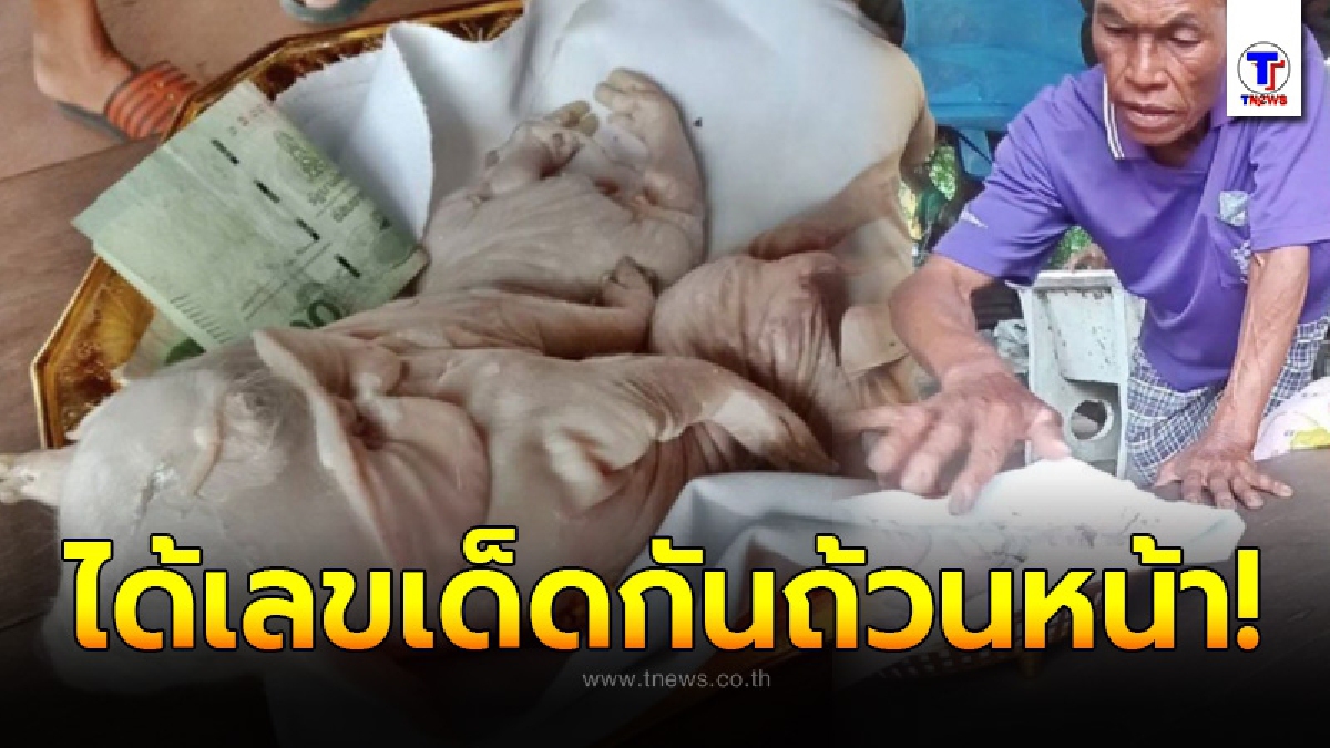 สุดฮือฮา ชาวบ้านแห่ดู “เจ้าโป๊ยก่าย” ลูกหมูประหลาดมี 8 ขา เจ้าของจะเก็บรักษาไว้ เชื่อมาให้โชค