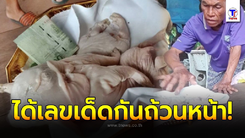 สุดฮือฮา ชาวบ้านแห่ดู “เจ้าโป๊ยก่าย” ลูกหมูประหลาดมี 8 ขา เจ้าของจะเก็บรักษาไว้ เชื่อมาให้โชค