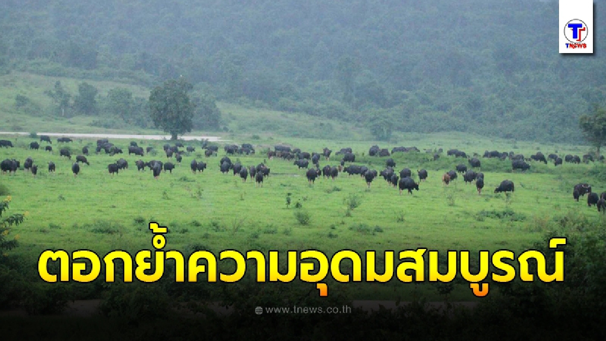 เจ้าหน้าที่ยังแอบตกใจ กระทิงกว่า 200 ตัว โผล่เต็มทุ่งหญ้า กลางอุทยานแห่งชาติกุยบุรี