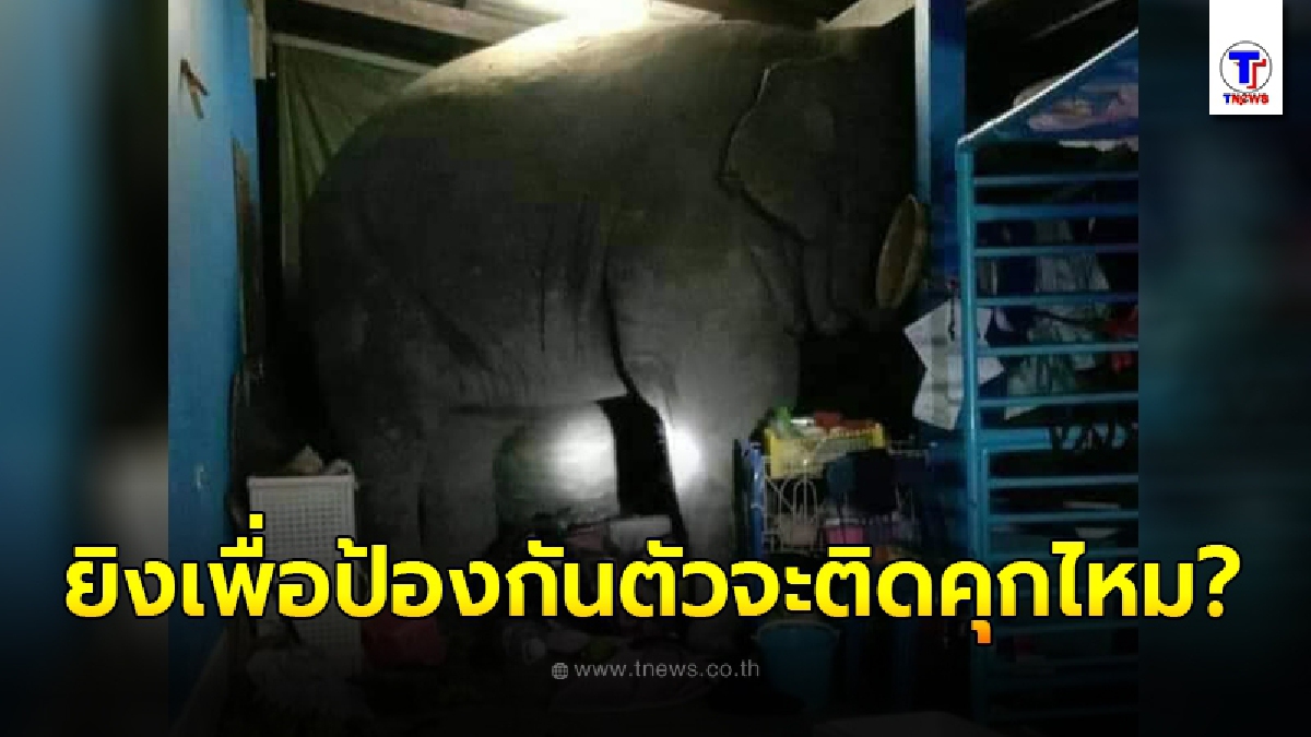 หนุ่มเกิดข้อสงสัย ช้างป่าตกมันบุกมาถึงบ้าน มีท่าทีดุร้ายใส่คนในครอบครัว หากป้องกันตัวจะติดคุกหรือไม่